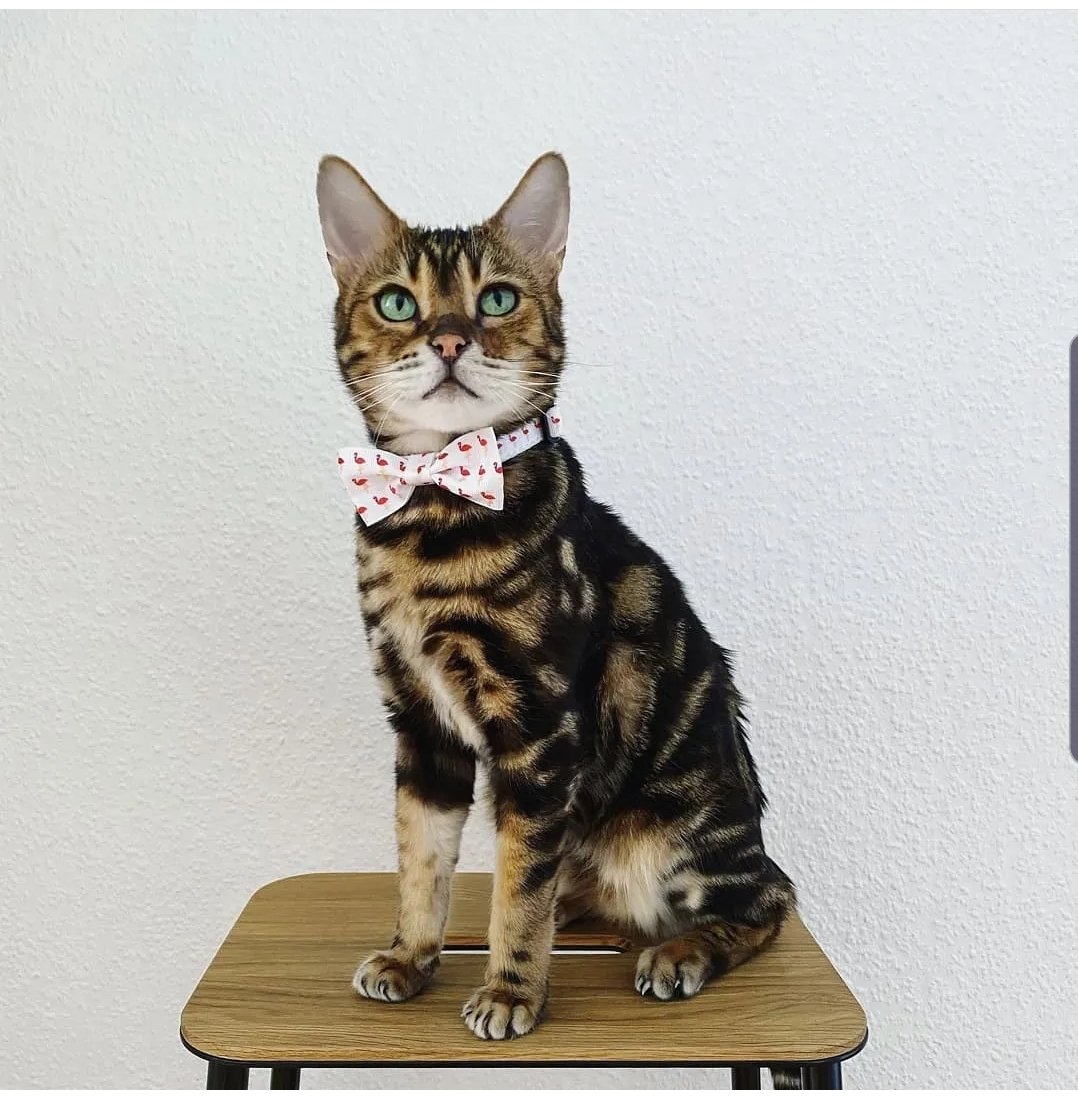 kattandhound's tweet photo. Happy #caturday lovelies! They come around so quick! We just adore this photo of Pablo in our Hot Flamingo Bow Tie Collar Set 💗💗

#shoplocalwales #CatsOfTwitter https://t.co/lvNANQ2dOy