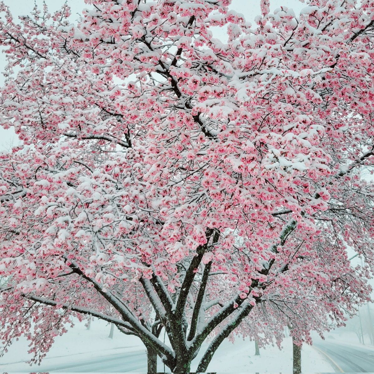 MDSoccerPlexGEM's tweet image. Snow covered blossoms at @MDSoccerPlex. Not a combination we see very often! #WinterOrSpring?

@capitalweather @EarthNetworks