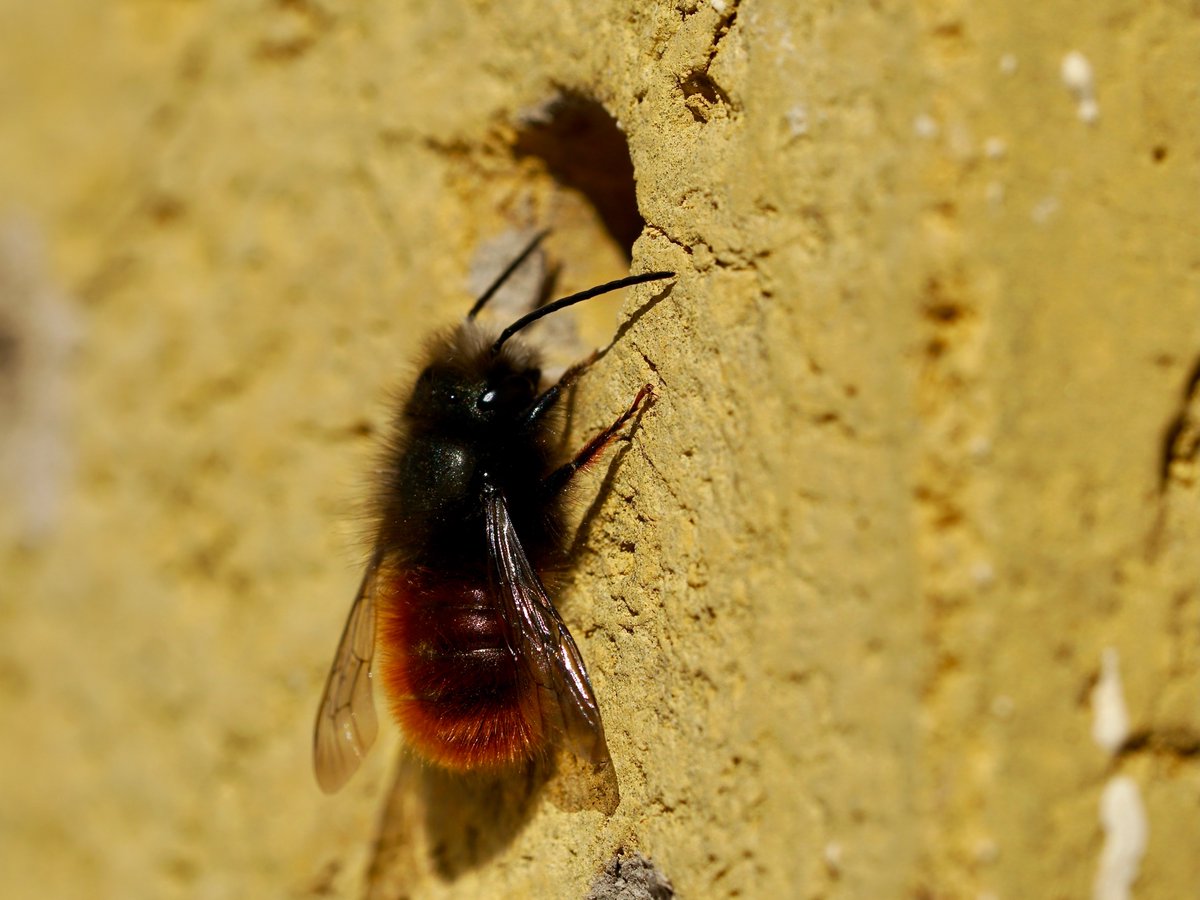 #Osmia
on my balcony today!

Berlin, 2022-03-12
#Mauerbienen
#nativeBee