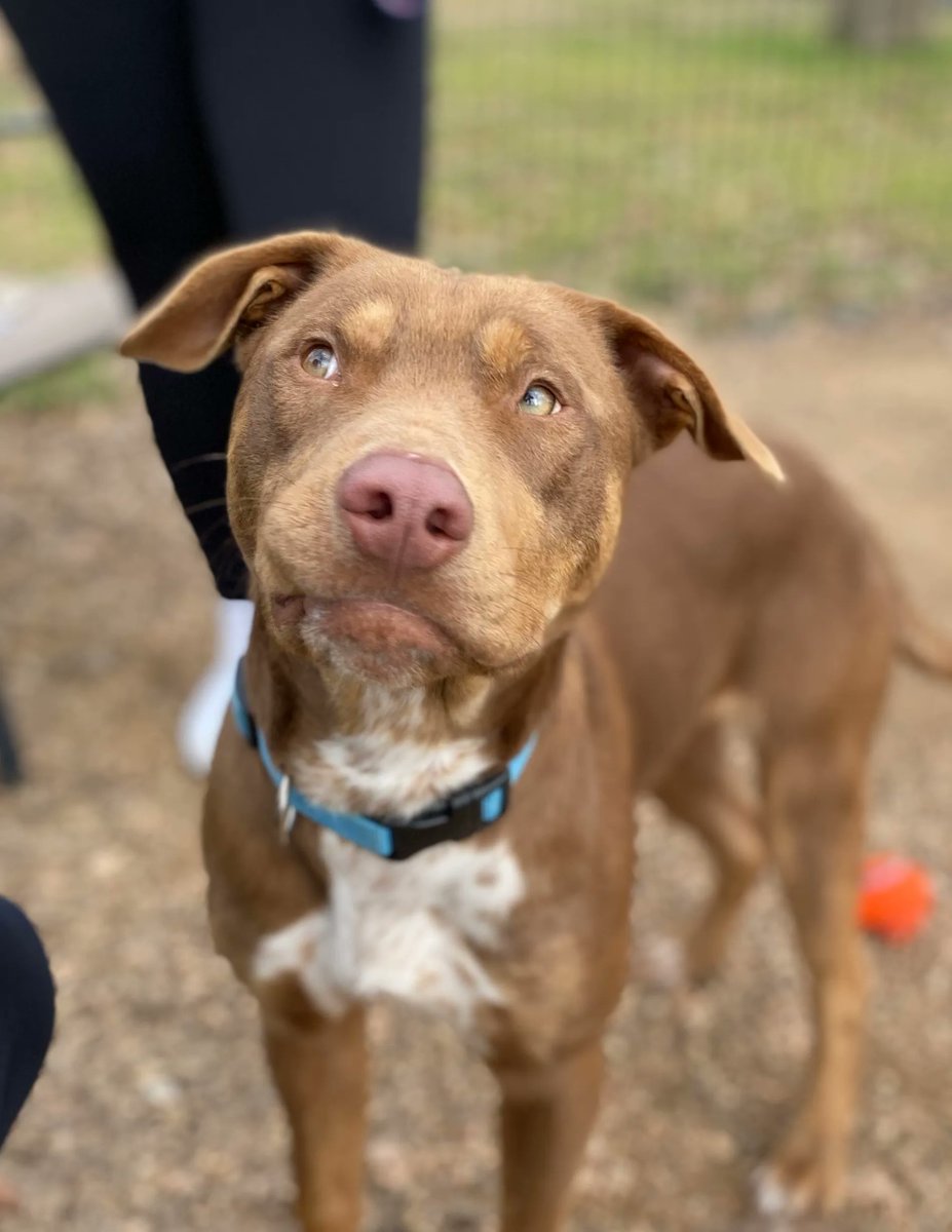 AggielandHumane's tweet photo. Milo is wondering if today will be the day he finds his forever home 💭 This handsome boy's adoption fee is only $12 during our March Madness special. Milo is neutered, vaccinated, microchipped, and ready to meet you! Visit him today from noon to 3pm! https://t.co/fVEirqpQvZ