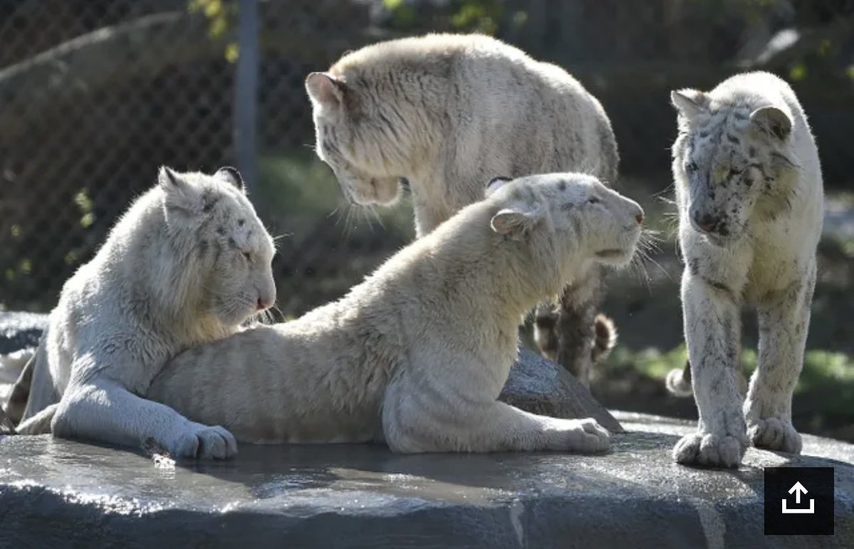 tbenderphoto1's tweet photo. #HTPhotoGallery #PHOTOS #Sarasota's #BigCats #BigCatHabitatandGulfCoastSanctuary
@thetimtracker ππΌππΌβΊοΈ
https://t.co/MnRYYZkFeq
ππΌππΌβΊοΈ
#NewsYouCanUse #ReadAllAboutIt
https://t.co/dy587gfWmV @HeraldTribune #SupportLocalJournalism #News #HTNow ππΌππΌβΊοΈ
https://t.co/AiAPht1653 https://t.co/F1dRzzfWBb