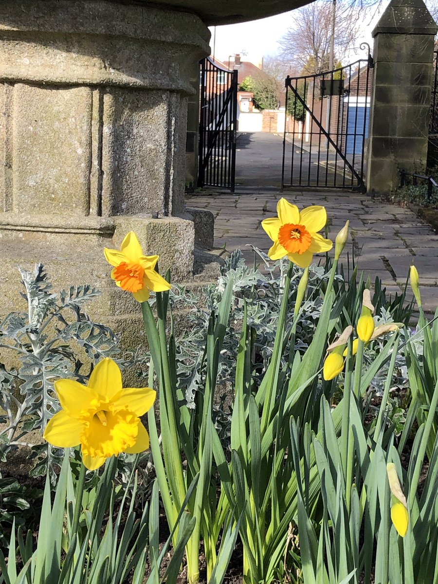 rhsgill's tweet photo. Just the briefest of #UnconfinedWalks today, as I’m resting a dodgy back/ shoulder, but the sun is shining, there’s more blossom to enjoy & it really does feel like spring. Oh, and I met a #BonusCat in the church gardens 🙂 https://t.co/gEXofu9AyK