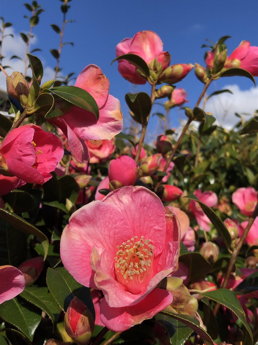 rhsgill's tweet photo. Just the briefest of #UnconfinedWalks today, as I’m resting a dodgy back/ shoulder, but the sun is shining, there’s more blossom to enjoy & it really does feel like spring. Oh, and I met a #BonusCat in the church gardens 🙂 https://t.co/gEXofu9AyK