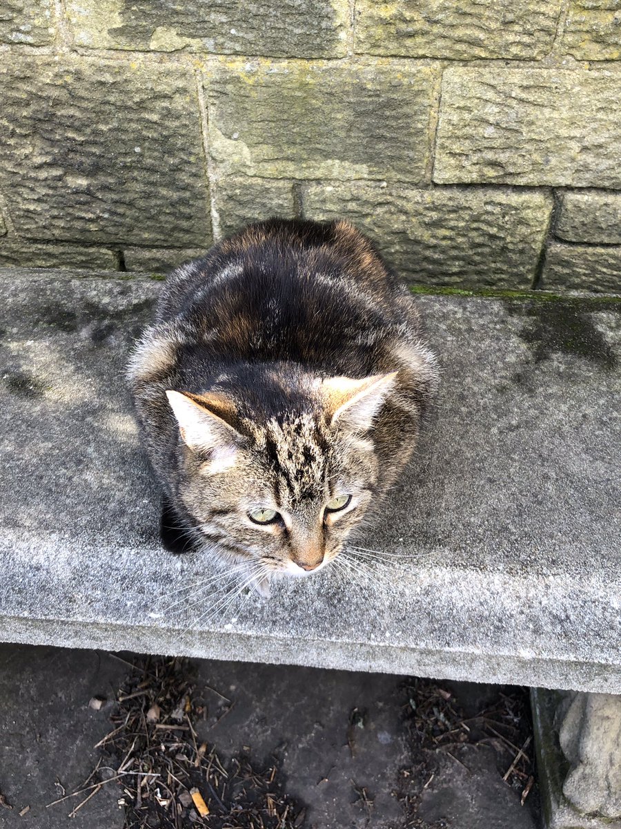 rhsgill's tweet photo. Just the briefest of #UnconfinedWalks today, as I’m resting a dodgy back/ shoulder, but the sun is shining, there’s more blossom to enjoy & it really does feel like spring. Oh, and I met a #BonusCat in the church gardens 🙂 https://t.co/gEXofu9AyK