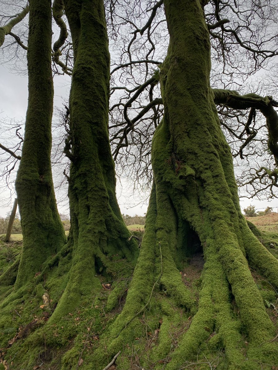 jabberworks's tweet photo. Singing beech #Dartmoor https://t.co/jtScc4xRHn