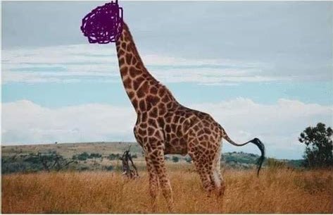 What‘s this animal?