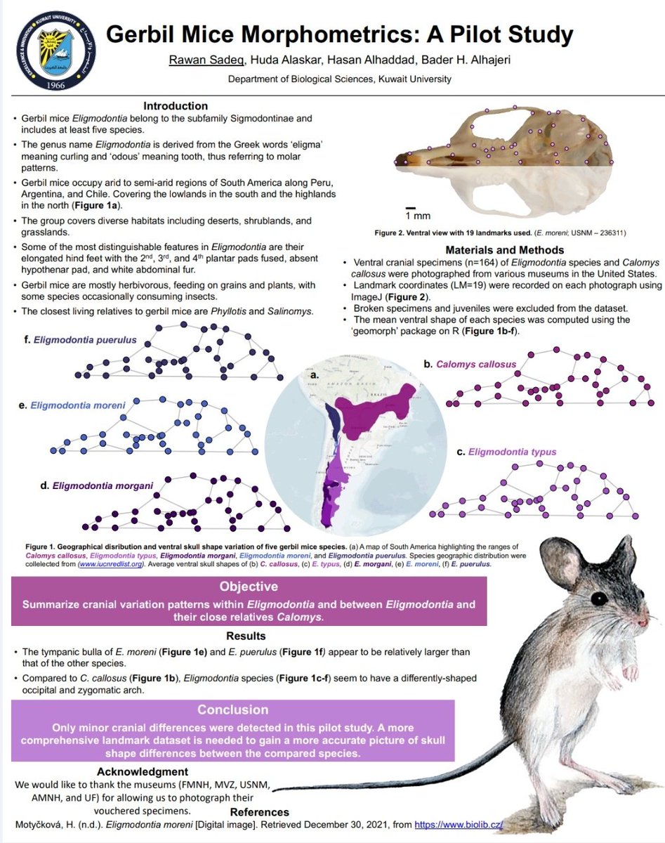 Jamalid_Report's tweet photo. مشاركة الطالبه روان صادق وهدى العسكر بيوم الملصق العلمي في جامعة الكويت.
#posterday #scientific_posters  #kuni #kuwaituniversity #kuwaituni  #kuwait #camelia #dromedarycamel  #camel #dromedarycamel #dromedary  #جمال #الجربوع #جملات #الكويت #جامعة_الكويت #الملصق_العلمي https://t.co/pJil9Tj7ux