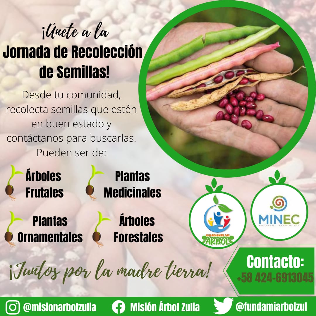 Unete a la jornada de recolección de semillas por más árboles más vida 🌳
