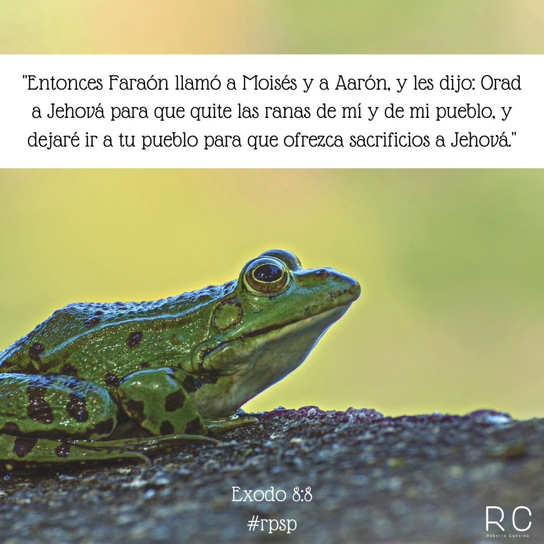 CansinaRoberto's tweet photo. Cuando las ranas cubrieron la tierra de Egipto, los hechiceros de Faraón no fueron la solución. Faraón no tuvo mas alternativas y pidió que oraran  para que las ranas dejaran sus tierras. No dejes al Señor como tu última opción. El te Ama y quiere lo mejor para tu vida. #rpsp https://t.co/Z2yV0DCO6D