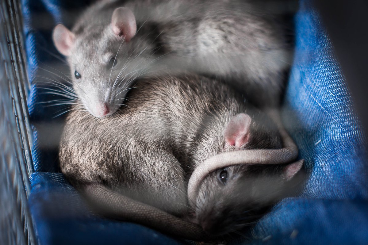 PestProofLondon's tweet photo. Thanks to trials &amp; thorough testing, we understand rat behaviour &amp; offer a sustainable solution to infestations. If you need to book a consultation, call us on 020 3858 9902 https://t.co/7g8Eno4avF #london #londonpestcontrol https://t.co/6pTU38Ntfk