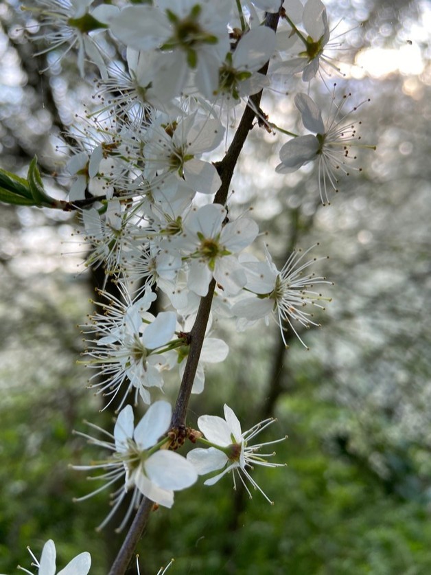 LeeValleyPark's tweet image. #SpringSnaps 🌸  Tweet us your spring time photos from the park below 👇🏻