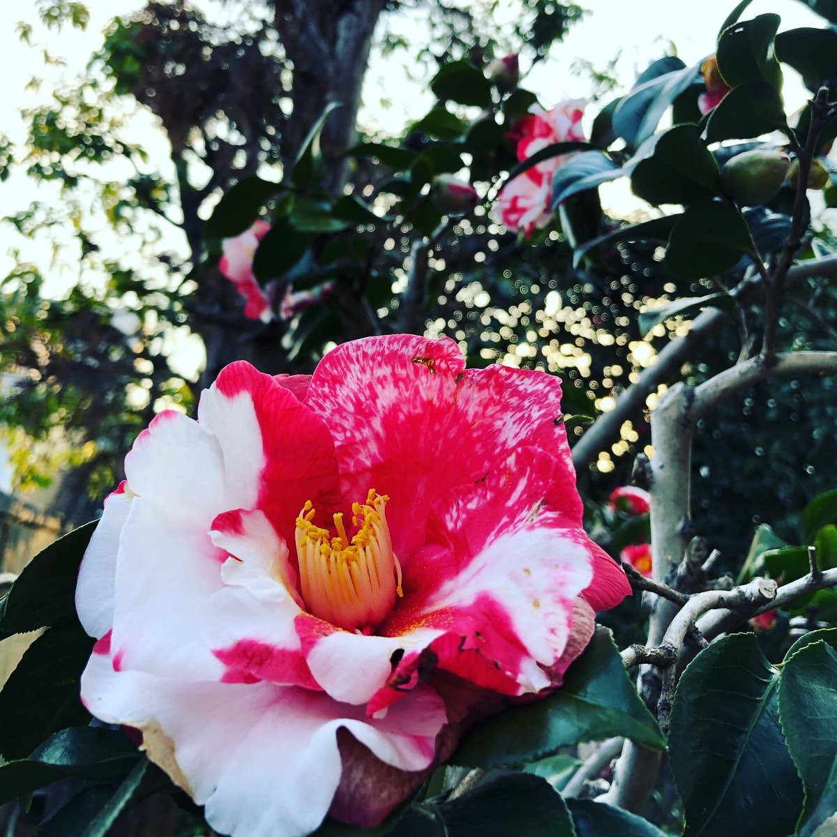 ittokuhonpo's tweet photo. 尾道ゲストハウス
鯖 SAVAR inn、SIMA innから
眺めることができる中庭に

キレイな椿の花が咲いていました🥰

お宿のご予約は↓↓↓
https://t.co/opK5yXSY9P

#椿の花 
#ツートンカラー 

#SINGAIHOSTELS
#SIMAinn
#SAVARinn
#SINGAICABIN
#尾道新開 https://t.co/3OCRqv3Pj3