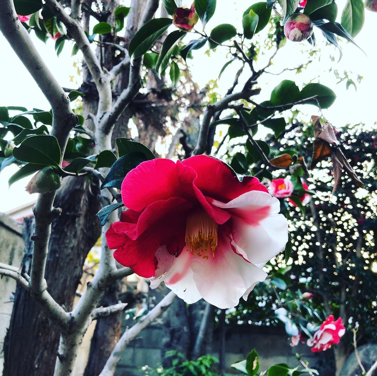 ittokuhonpo's tweet photo. 尾道ゲストハウス
鯖 SAVAR inn、SIMA innから
眺めることができる中庭に

キレイな椿の花が咲いていました🥰

お宿のご予約は↓↓↓
https://t.co/opK5yXSY9P

#椿の花 
#ツートンカラー 

#SINGAIHOSTELS
#SIMAinn
#SAVARinn
#SINGAICABIN
#尾道新開 https://t.co/3OCRqv3Pj3