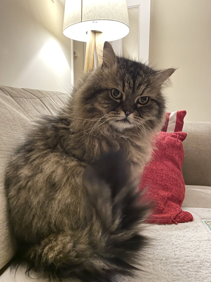 leosdiaries1's tweet photo. Happy #Caturday friends. I’m starting to get used to the indoor cat life now. My humans been spoiling me, so it’s not all bad. I had roast chicken for breakfast today. It’s definitely helping with my recovery. https://t.co/uZSN8jvVwl
