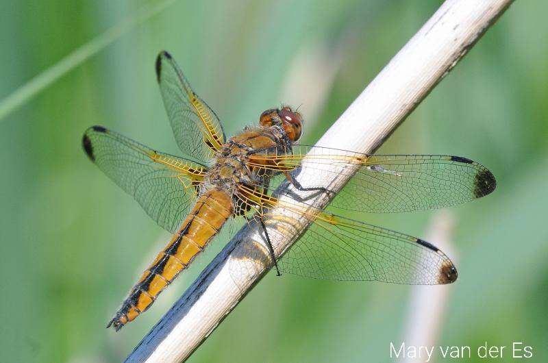 maryvanderes's tweet photo. Dag 12 van #libellente  met @KatsmanJan .

De zeldzame #Bruine_korenbout #Libellula_fulva #Scarce_Chaser. https://t.co/MQG2ME0Aot