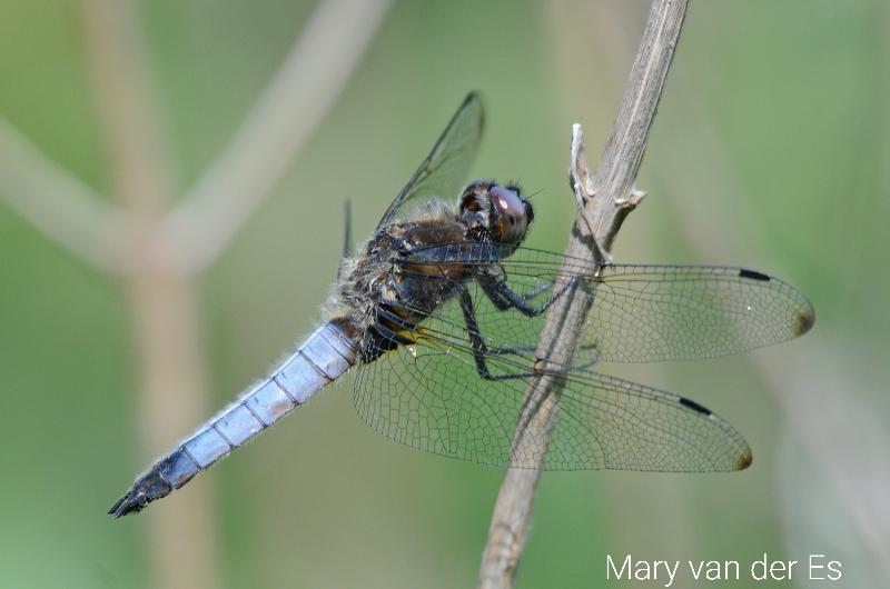 maryvanderes's tweet photo. Dag 12 van #libellente  met @KatsmanJan .

De zeldzame #Bruine_korenbout #Libellula_fulva #Scarce_Chaser. https://t.co/MQG2ME0Aot