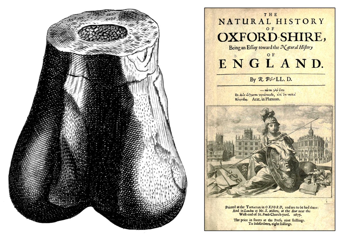 royalsociety's tweet image. Despite appearances (and the moniker &apos;Scrotum humanum&apos;), this fossil is actually most likely the femur of the first dinosaur ever scientifically described, the Megalosaurus. William Buckland FRS, born #OnThisDay in 1784, was the one who gave the account: bit.ly/3CwZVfb