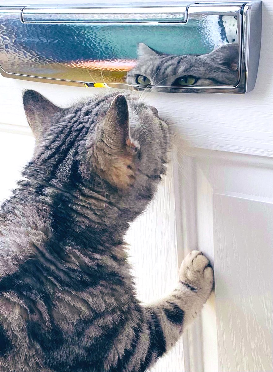 Montague Mouser tweet media