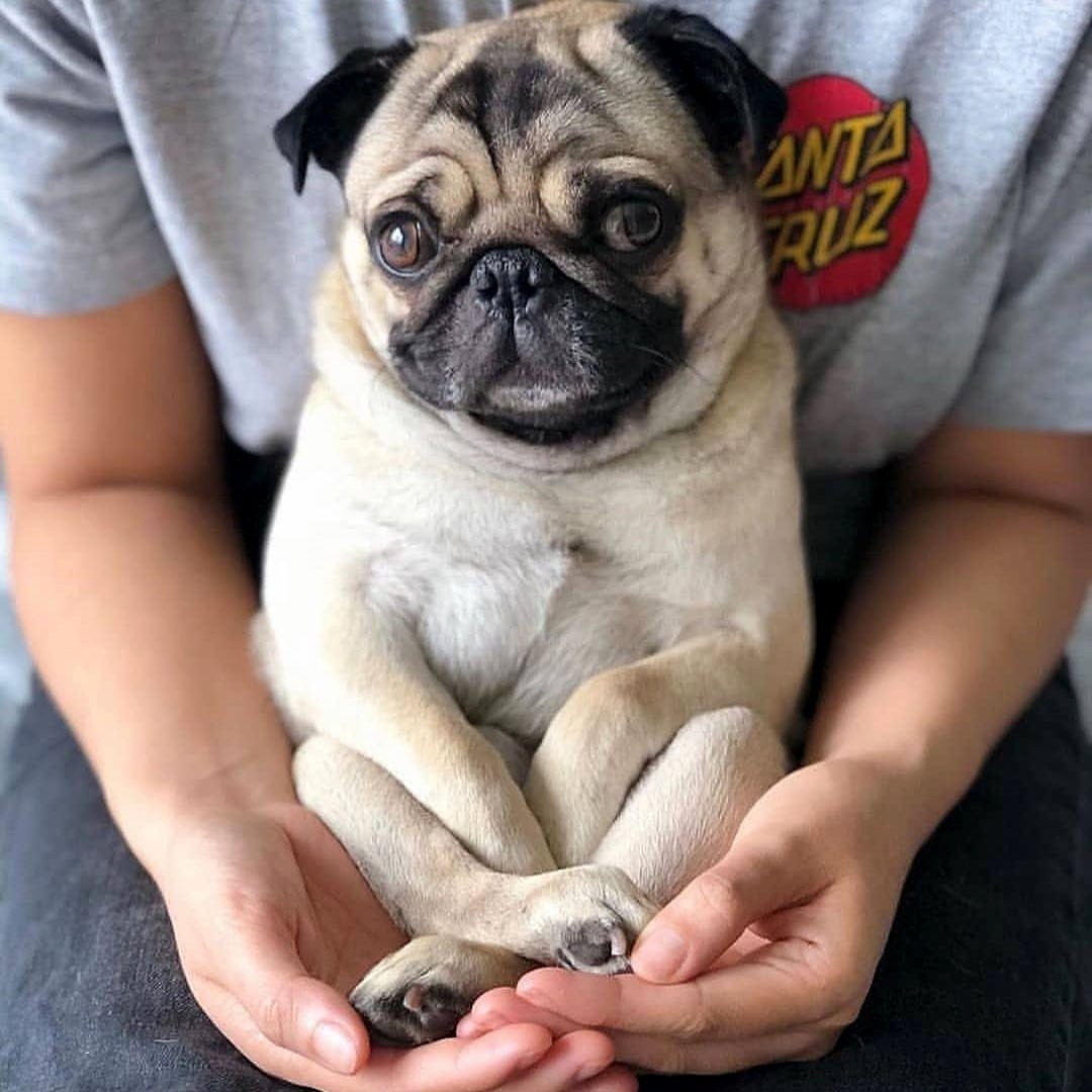 PUG LOVER tweet media