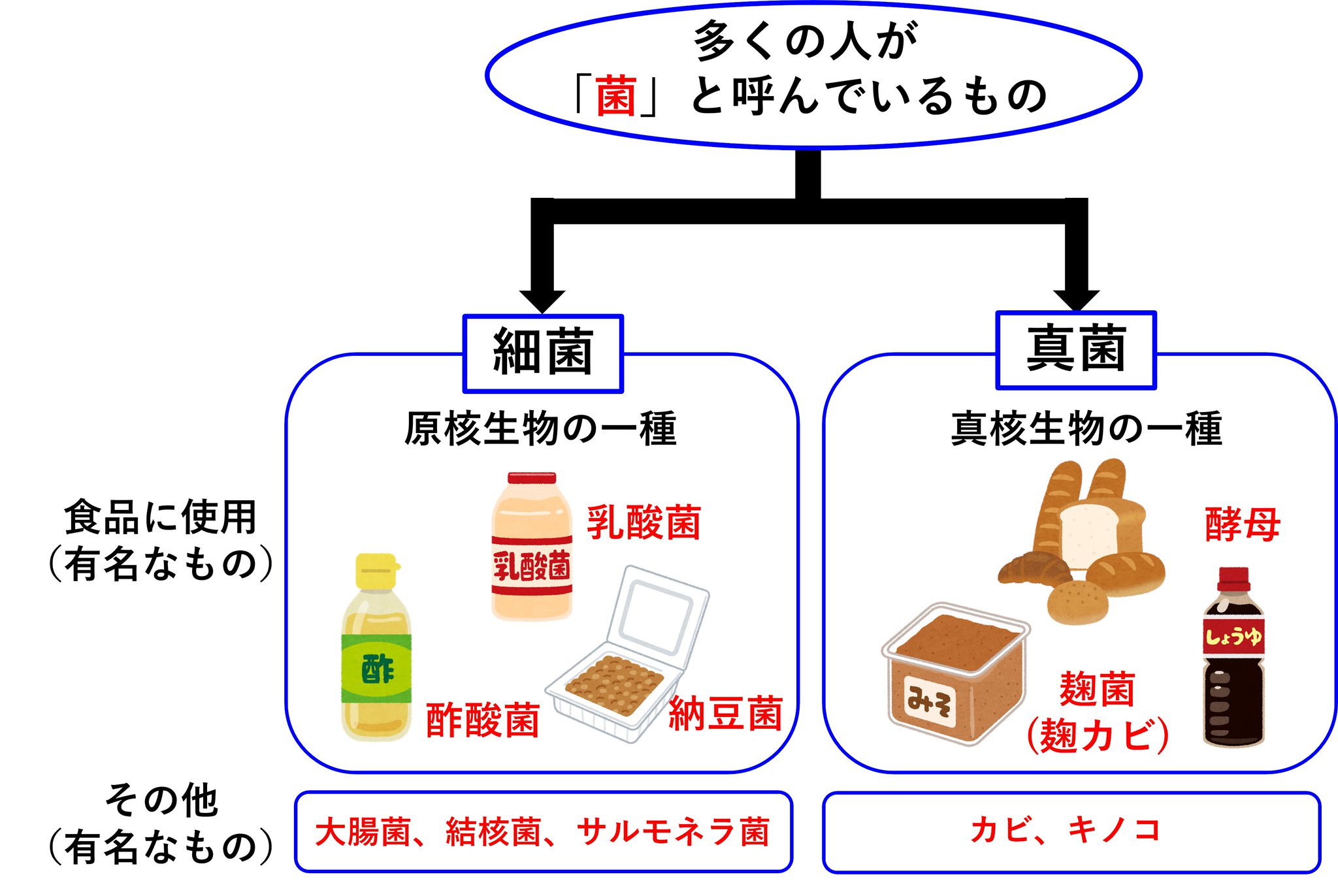 真菌 と 細菌 の 違い
