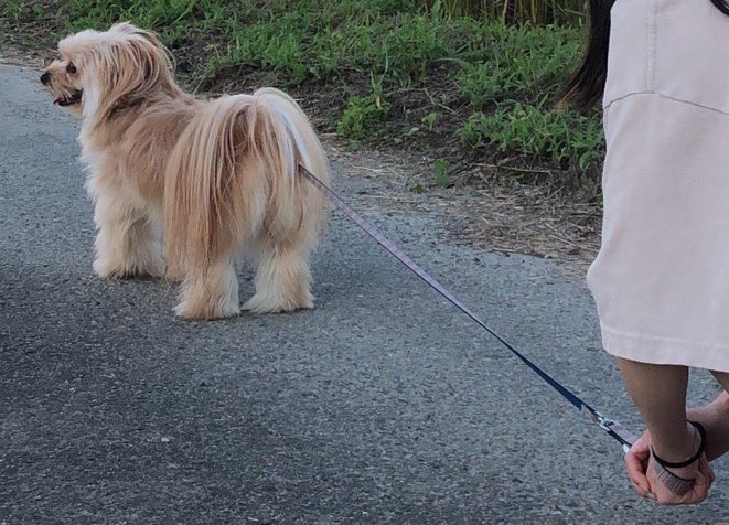 かれら tweet media