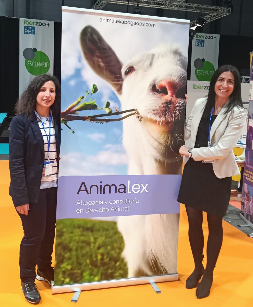 🐐 Llegan a sitios que parecen inaccesibles, son intrépidas, con un punto de locura, cierta insolencia y, sobre todo, una forma diferente de mirar, a través de sus originales pupilas. Hay mucho de cabra en el espíritu de Animalex!!  #DerechoAnimal #IberzooPropet22