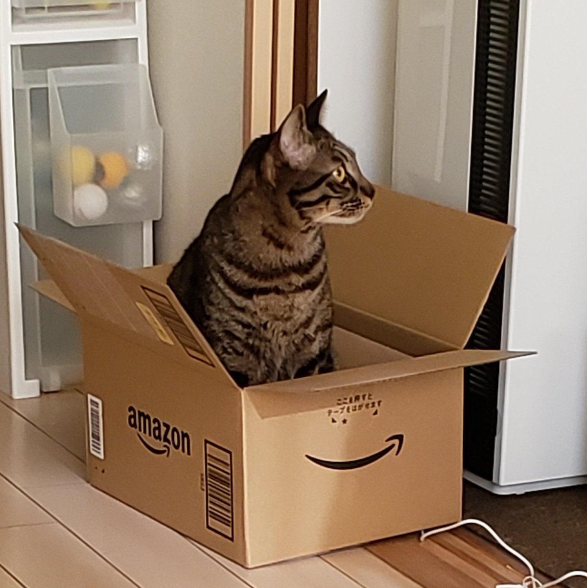 Jupiter_key's tweet photo. 一瞬の隙をみて箱にIN! https://t.co/ZBjhWdVSYW