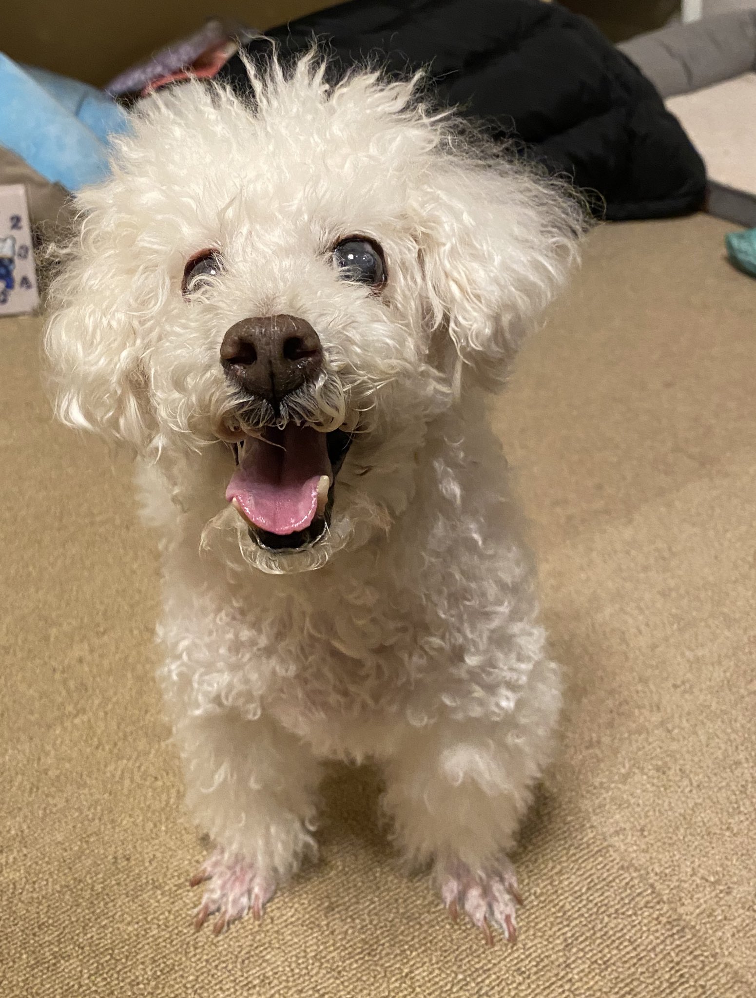 保護犬カフェ西八王子 Twitter Search Twitter