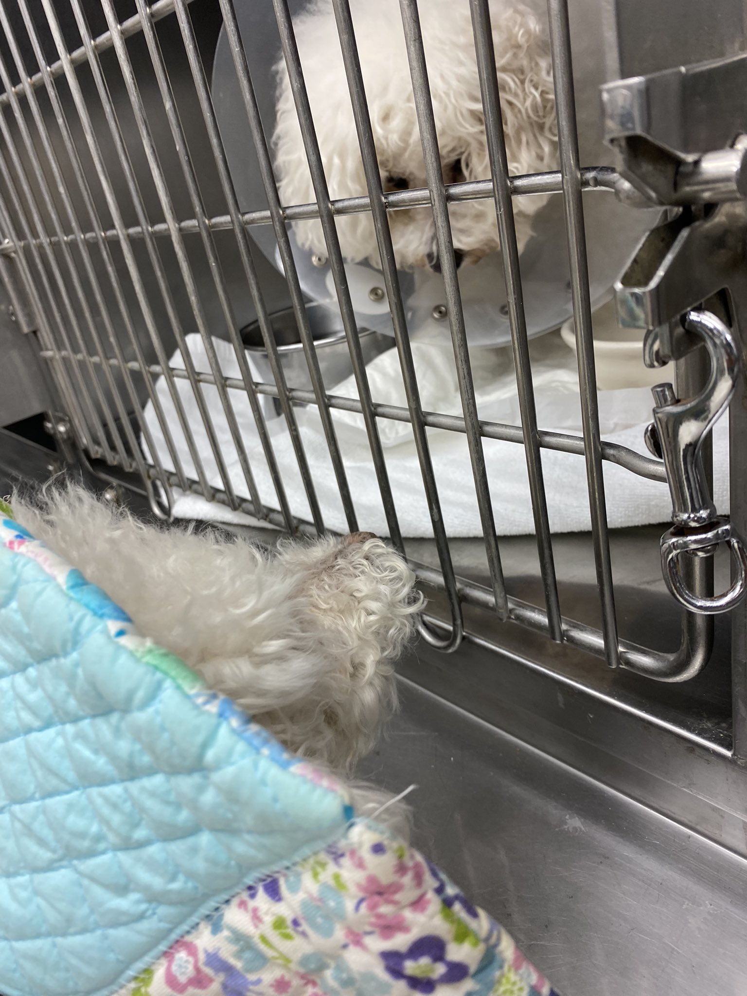 保護犬カフェ西八王子 Twitter Search Twitter