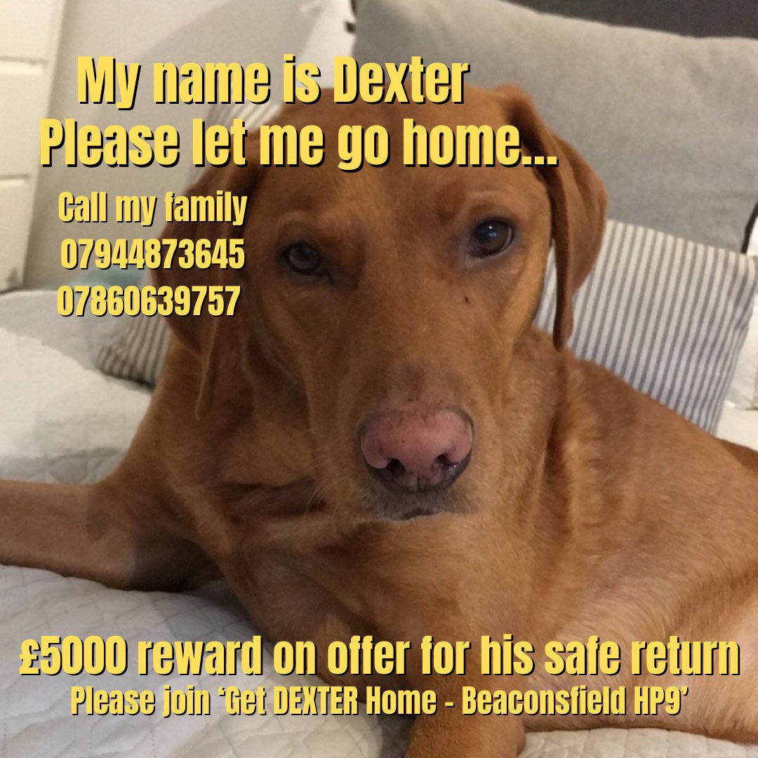 14 months without our boys together. Every day gets harder. Your #share could make the difference so please spread far and wide. Like so many others, #Dexter  needs to come home to us but we need your help💔There is still a £5000 #reward on offer for his safe return.