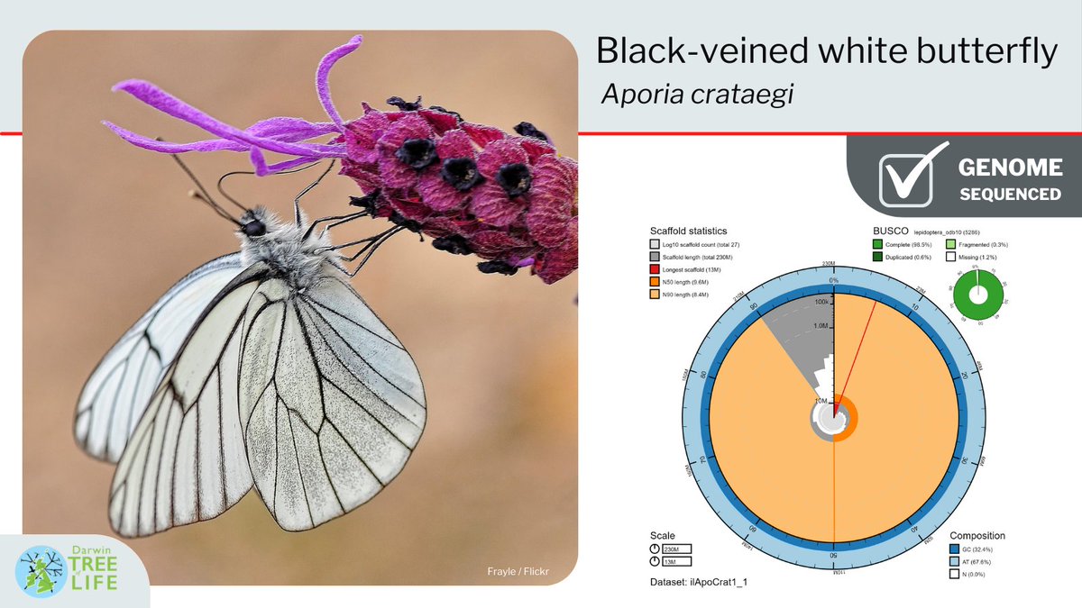 Darwin Tree of Life (@darwintreelife) on Twitter photo Our latest #DarwinTreeOfLife #GenomeNote: the black-veined white butterfly (Aporia crataegi)🦋
Thanks to <a href="/SamEbdon/">Sam Ebdon</a> @zanderhayward @saadarif81 <a href="/rebeccawhitla/">Rebecca Whitla 🏳️🌈</a> <a href="/SBSatEd/">Biological Sciences | University of Edinburgh</a> @SangerToL and all who worked on this #genome🧬
Read how we did it <a href="/WellcomeOpenRes/">WellcomeOpenResearch</a>:
wellcomeopenresearch.org/articles/7-81 Our latest #DarwinTreeOfLife #GenomeNote: the black-veined white butterfly (Aporia crataegi)🦋
Thanks to <a href="/SamEbdon/">Sam Ebdon</a> @zanderhayward @saadarif81 <a href="/rebeccawhitla/">Rebecca Whitla 🏳️🌈</a> <a href="/SBSatEd/">Biological Sciences | University of Edinburgh</a> @SangerToL and all who worked on this #genome🧬
Read how we did it <a href="/WellcomeOpenRes/">WellcomeOpenResearch</a>:
wellcomeopenresearch.org/articles/7-81