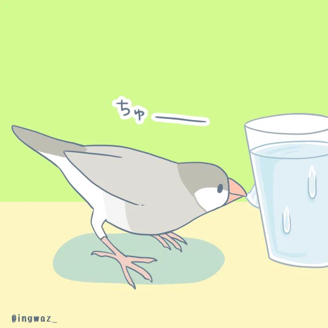 #buncho #javasparrow #文鳥 