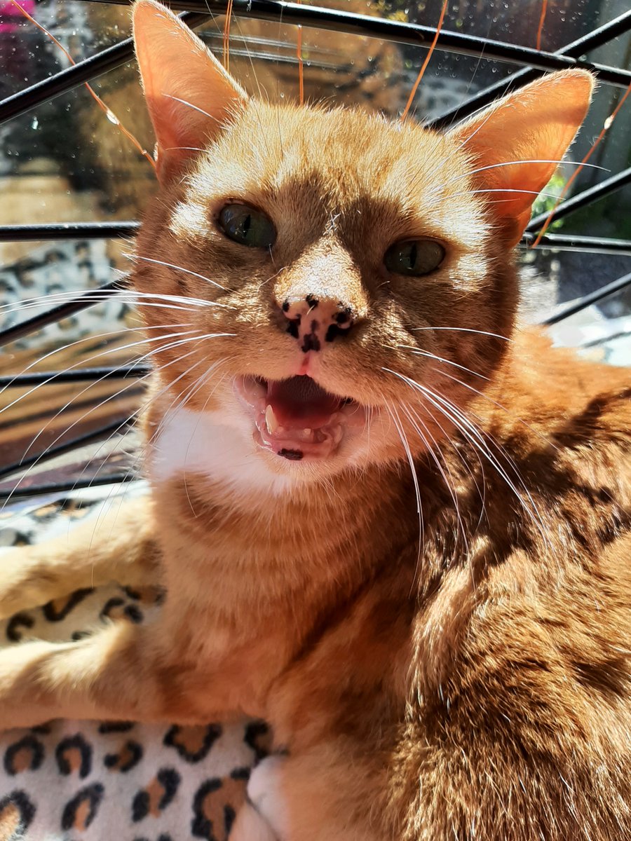 We don’t envy the tough job of judging this year’s Virtual Dog and Cat Show with cuties like this entering – we’ll leave that to <a href="/marcthevet/">Dr Marc Abraham OBE</a>! 

Enter Now: edch.org.uk/virtualdogcats…