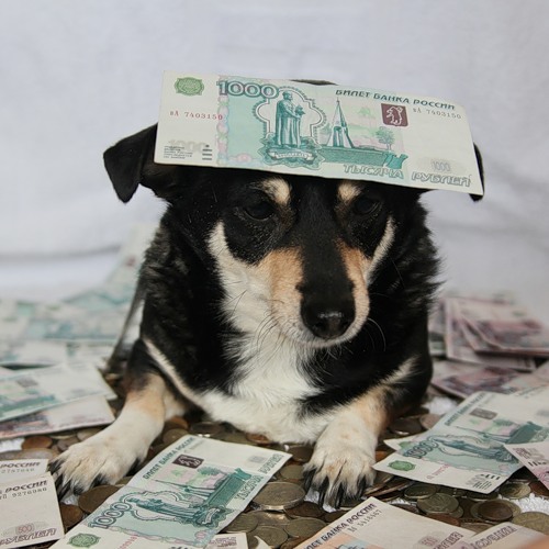 хаски берри. щенки чихуахуа алексин. хаски с ягодами. собака деньгопад. маленькие щеночки которые продаются на омском.