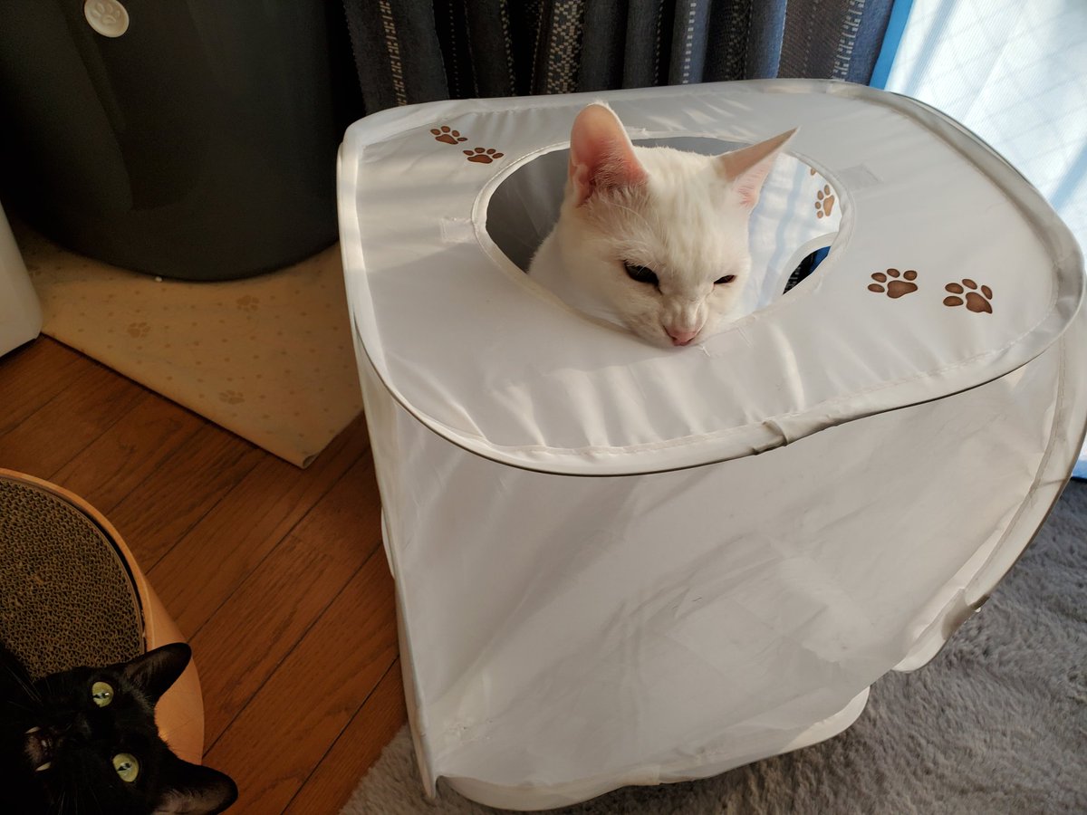 自由な猫たち(笑)

#猫壱 
#黒猫
#白猫