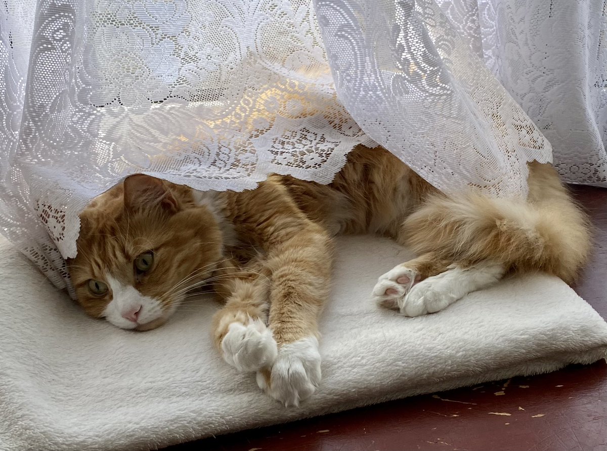 MouseketeersTh4's tweet photo. Hello furriends, wishing you all a happy #Caturday! The sun is shining and I have the windowsill all to myself! Paw waves and purrs, Socky Mousekateer ๐พ๐พ๐พ๐๐งก๐งก๐งก๐พ๐พ๐พ#CatsOfTwitter #CatsofTwittter #CatsOnTwitter #gingerfloof ๐งก๐งก๐งก๐งก https://t.co/dv0UZLUcGP