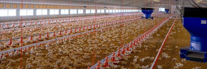 WorldlyHQ's tweet photo. Demand for poultry is increasing at a very fast rate. Nowadays, poultry can be raised in highly industrialised and commercialised systems. You can make money with modern #poultry with no stress. https://t.co/1kDLx9T2yg