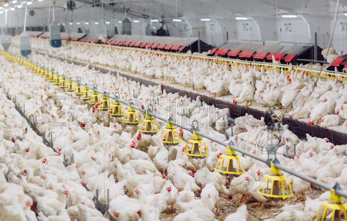 WorldlyHQ's tweet photo. Demand for poultry is increasing at a very fast rate. Nowadays, poultry can be raised in highly industrialised and commercialised systems. You can make money with modern #poultry with no stress. https://t.co/1kDLx9T2yg