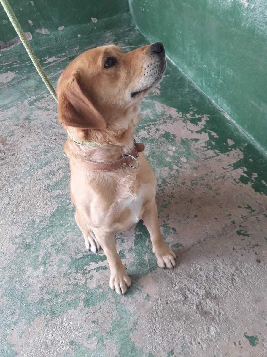 Encontrado en Fasnia. Por favor compartan por si apparecen sus dueños, está en el Centro de Protección Animal Tierra Blanca.  Gracias