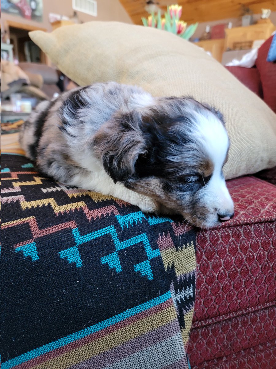 Flash the mini Australia shepherd  warm on this cold morning, good morning from missouri and prayers for 🇺🇦