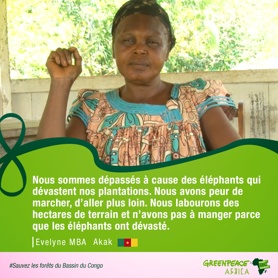 GreenpeaceAfrik's tweet photo. En ce mois de mars, femme et forêt se conjuguent au féminin 🎉🎉 La vie et le bien-être des femmes dans les communautés locales du Cameroun dépendent de la forêt 🌳🌳. Détruire la forêt, c'est violer leurs droits ! ✊✊
#InternationalWomensDay2022 #SaveCongRainforest https://t.co/ViuQm5Ox2p