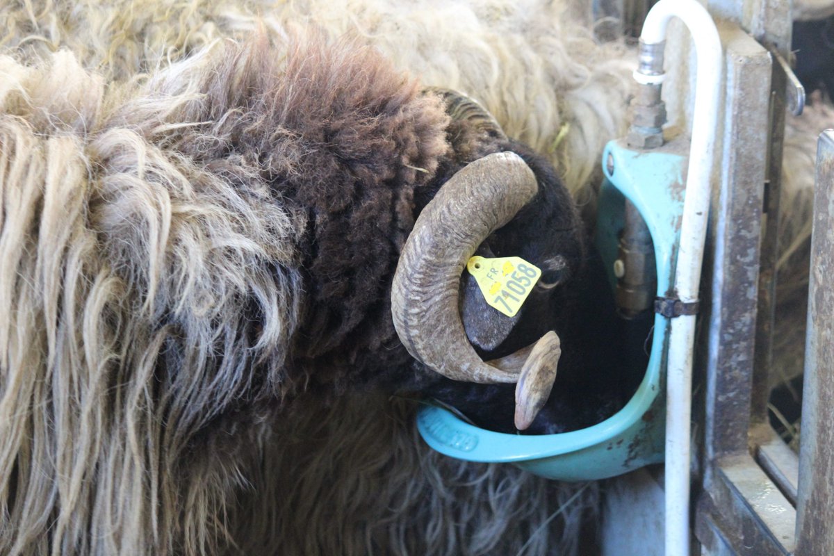 EuroSheepEU's tweet image. eurosheep.network/conocer-las-ne…

Solución del día para la nutrición de las ovejas

#OvinoAlimentacion

#Neiker #NeikerProduccionAnimal