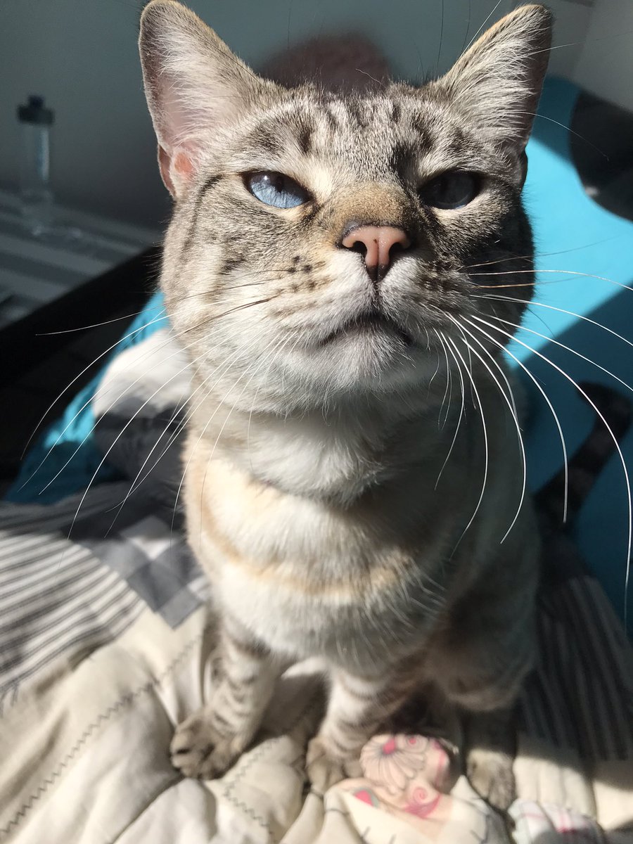 GargouilleChat's tweet photo. https://t.co/Os1ghrfJtW