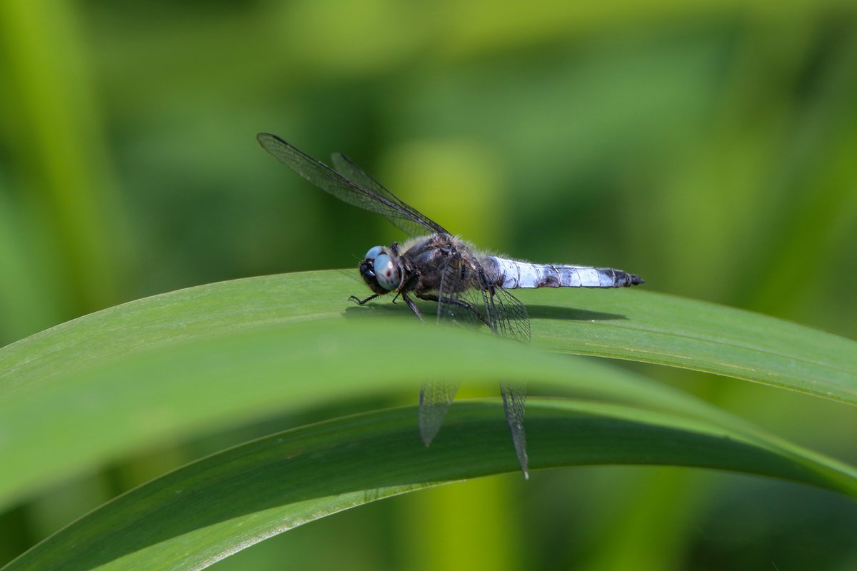 Bruine Korenbout #Libellente