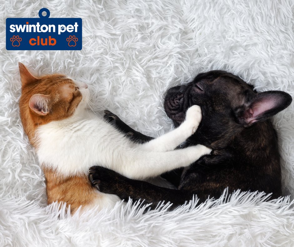 Swinton_PetClub's tweet photo. Stop hogging the covers, and get away from me - the humans can't know we're friends...it'll ruin my rep! 🙄😾🐶
#WeekendCuddles #SleepySaturday https://t.co/CaNDfrUGuU