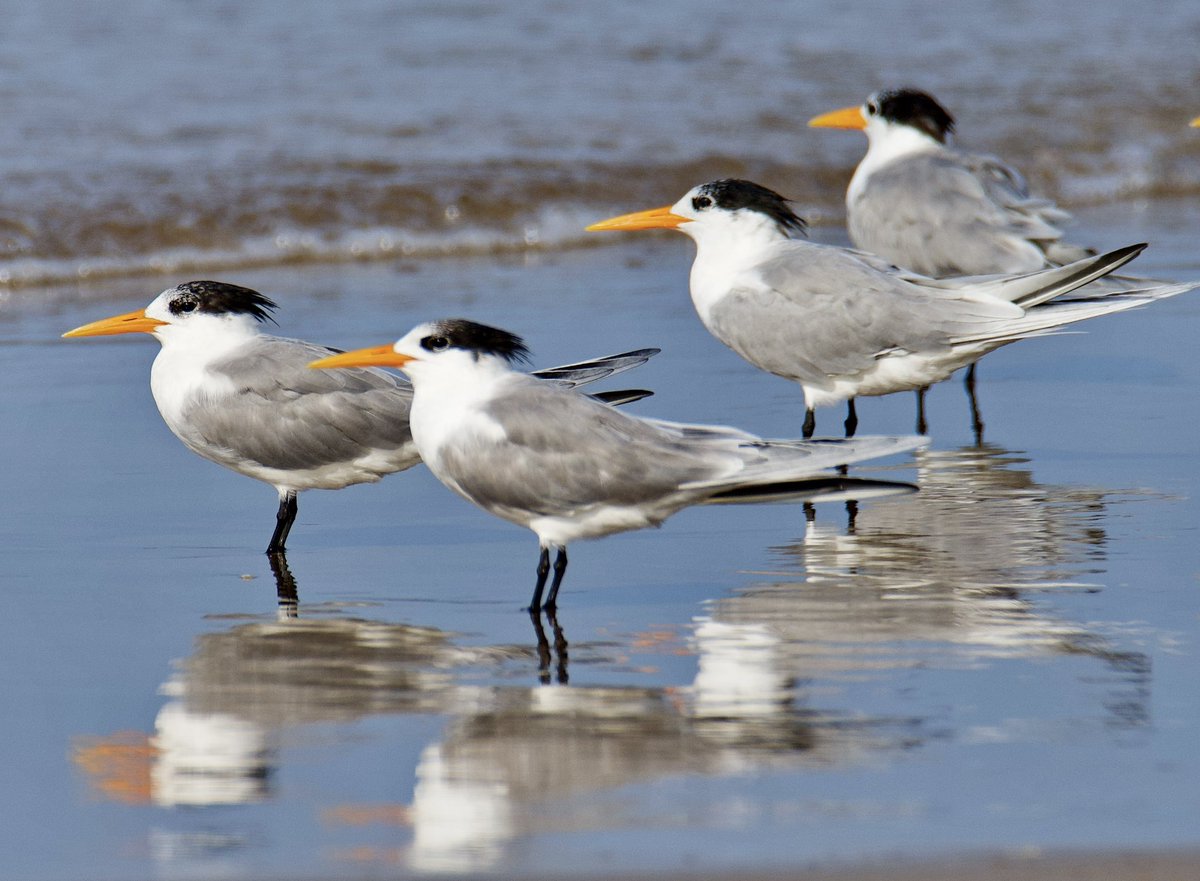 Amit_Narang's tweet photo. ‘Turn, Turn, Tern’
To everything, there is a season..
Including watching the migratory Lesser Crested Terns (Thalasseus Bengalensis) congregate on beaches in Muscat.
#BirdsofOman
@IndiAves
#birdwatching #birdphotography https://t.co/XvwrecVdNZ