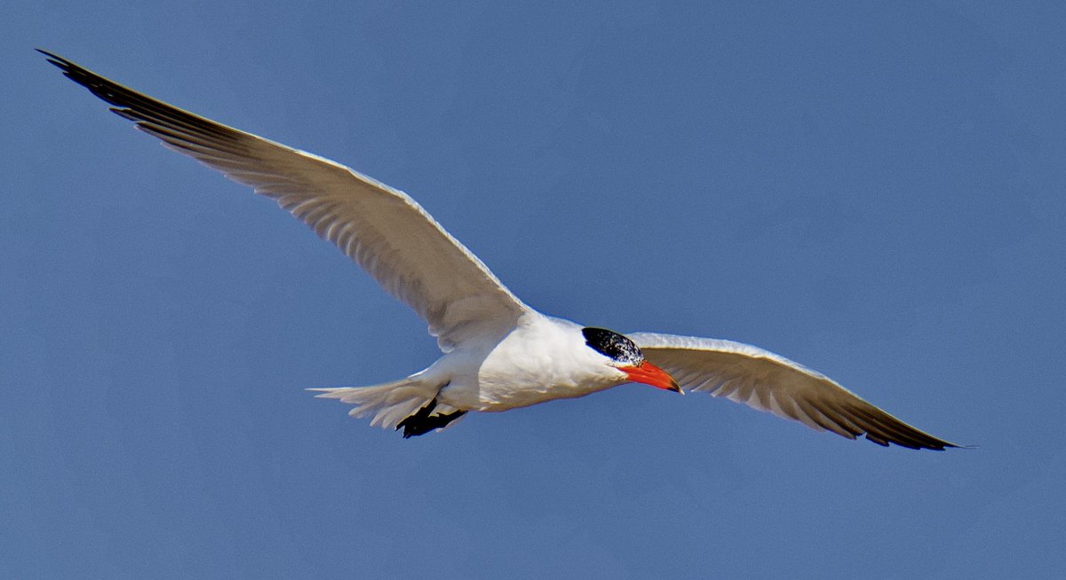 Amit_Narang's tweet photo. ‘Turn, Turn, Tern’
To everything, there is a season..
Including watching the migratory Lesser Crested Terns (Thalasseus Bengalensis) congregate on beaches in Muscat.
#BirdsofOman
@IndiAves
#birdwatching #birdphotography https://t.co/XvwrecVdNZ