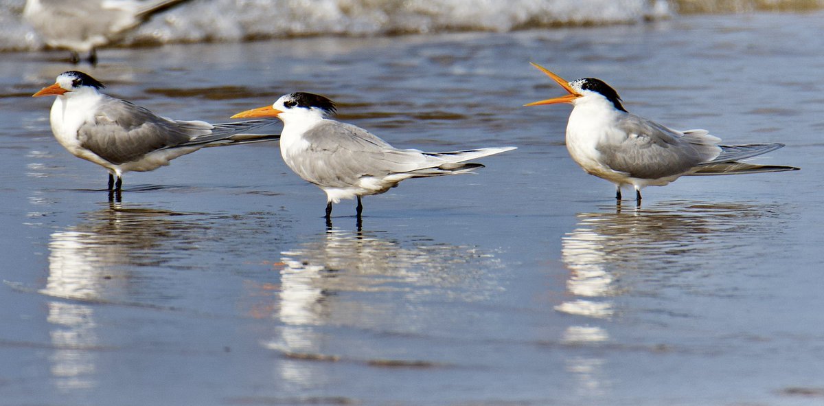 Amit_Narang's tweet photo. ‘Turn, Turn, Tern’
To everything, there is a season..
Including watching the migratory Lesser Crested Terns (Thalasseus Bengalensis) congregate on beaches in Muscat.
#BirdsofOman
@IndiAves
#birdwatching #birdphotography https://t.co/XvwrecVdNZ