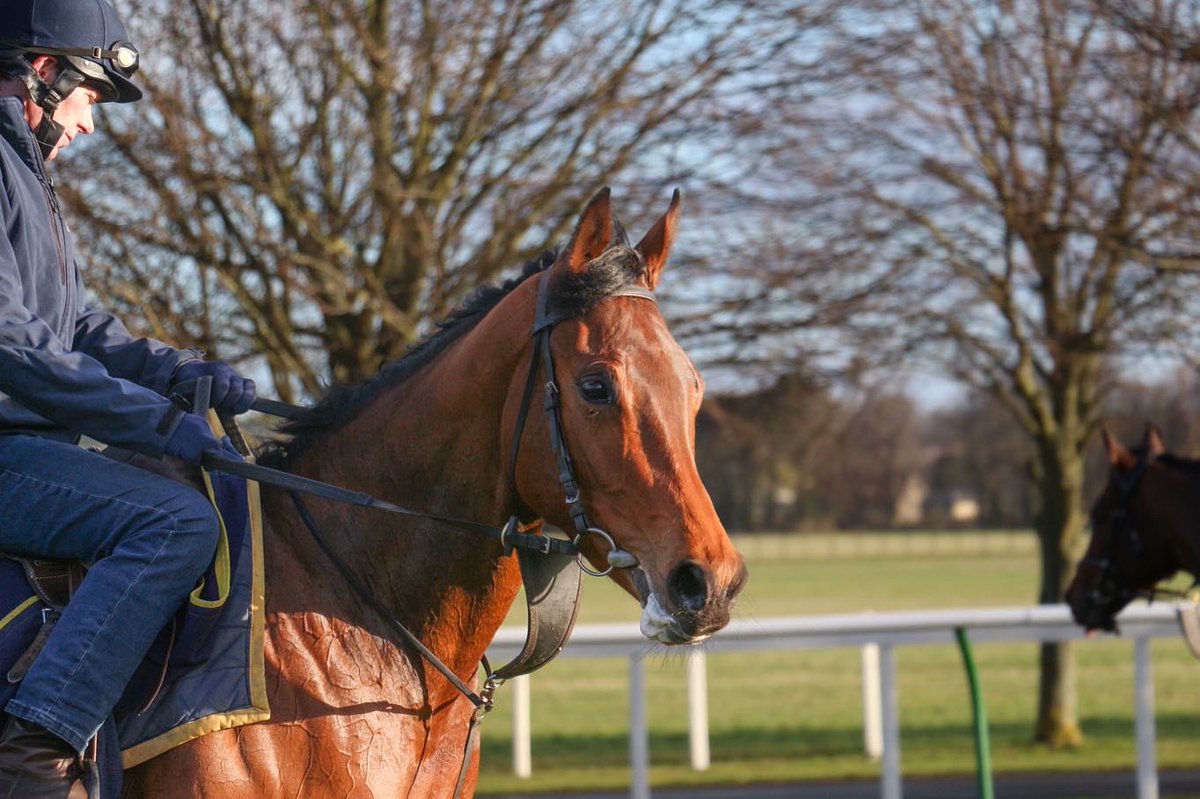hpalmerracing's tweet photo. Spring has sprung and thereβs a hint of excitement in the air!
Some of our horses enjoyed a gallop over Racecourse Side under the early morning sun.
#racehorses #flatracing #turfseason #newmarketheath #newmarket #horsesintraining #poweredbypolroger https://t.co/c2jMpoMRmg