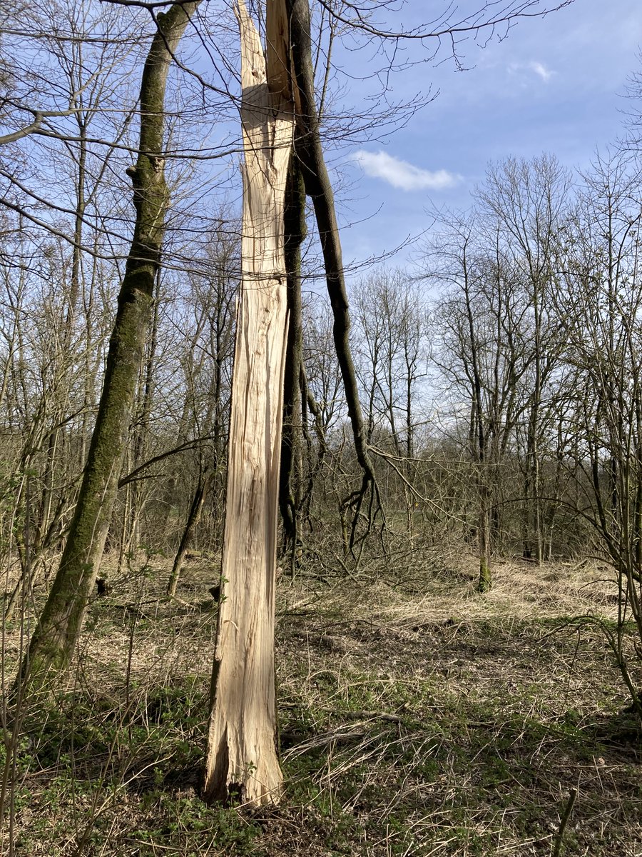 jcschut's tweet photo. #Kralingsebos #Rotterdam https://t.co/FSmCd2TSR6